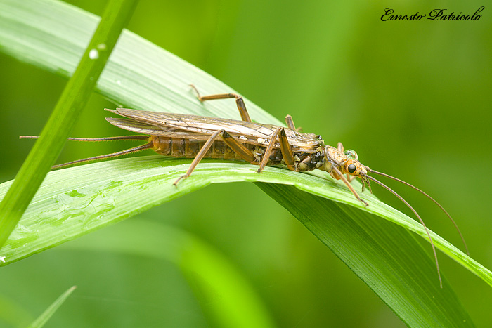 Perla sp.